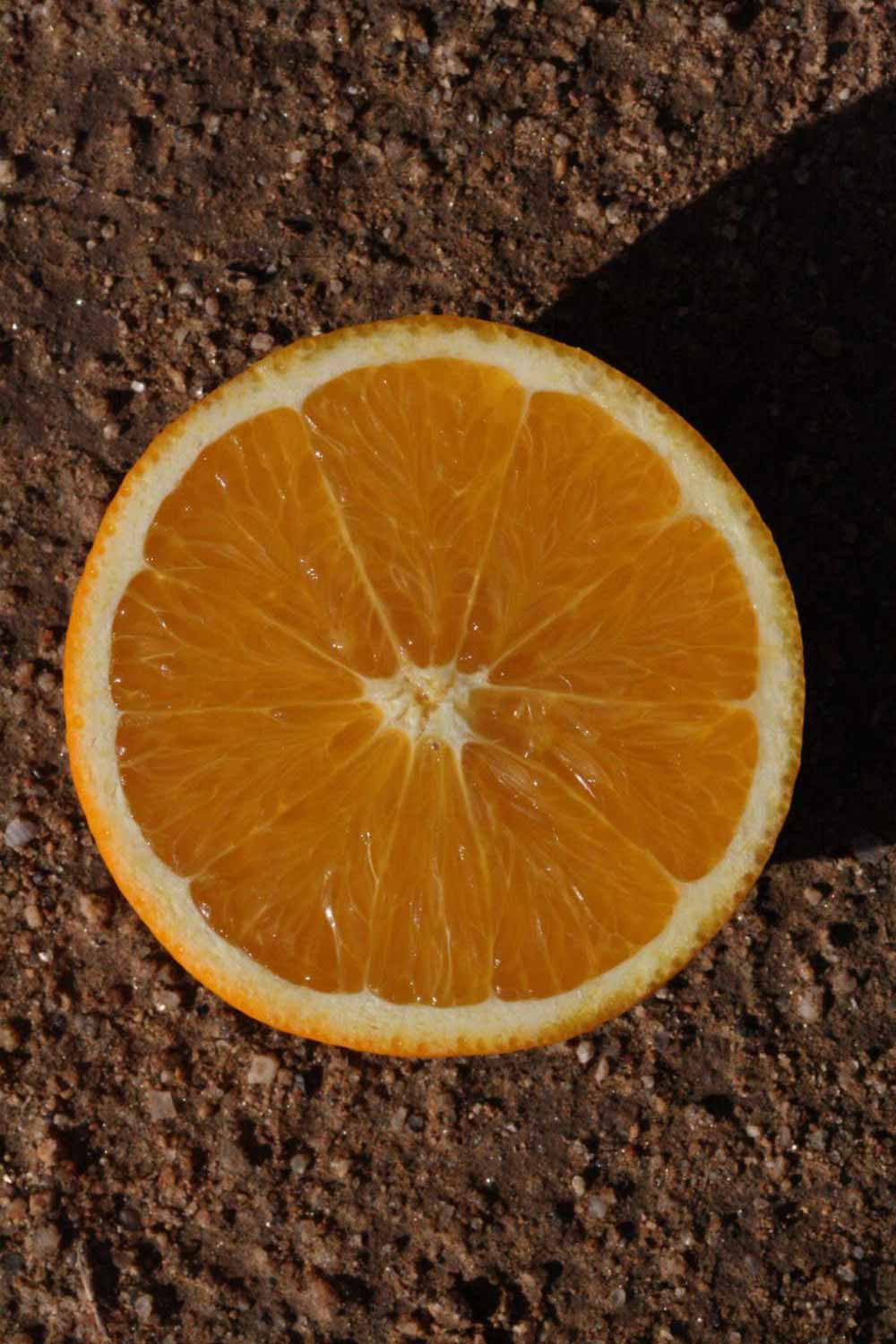              Fruit cross-section (Riverside, CA)       